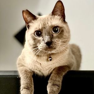 Meet your Posher, Aileen joyce